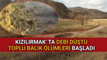 KIZILIRMAK’ TA DEBİ DÜŞTÜ TOPLU BALIK ÖLÜMLERİ BAŞLADI