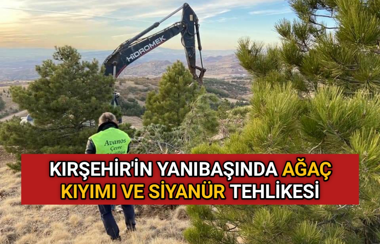 KIRŞEHİR’İN YANIBAŞINDA AĞAÇ KIYIMI VE SİYANÜR TEHLİKESİ