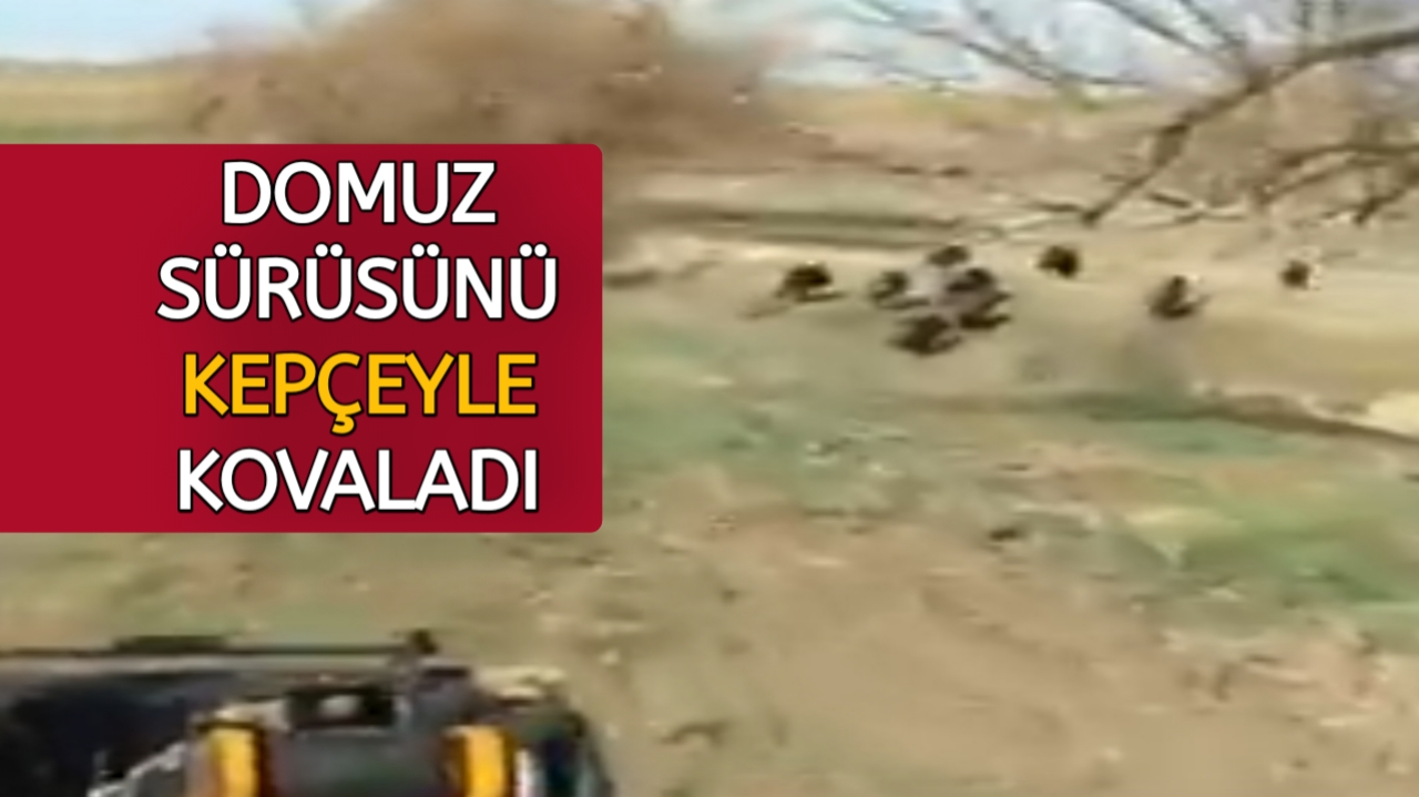 KIRŞEHİR’DE DOMUZ SÜRÜSÜNÜ KEPÇE İLE KOVALADI (VİDEO)