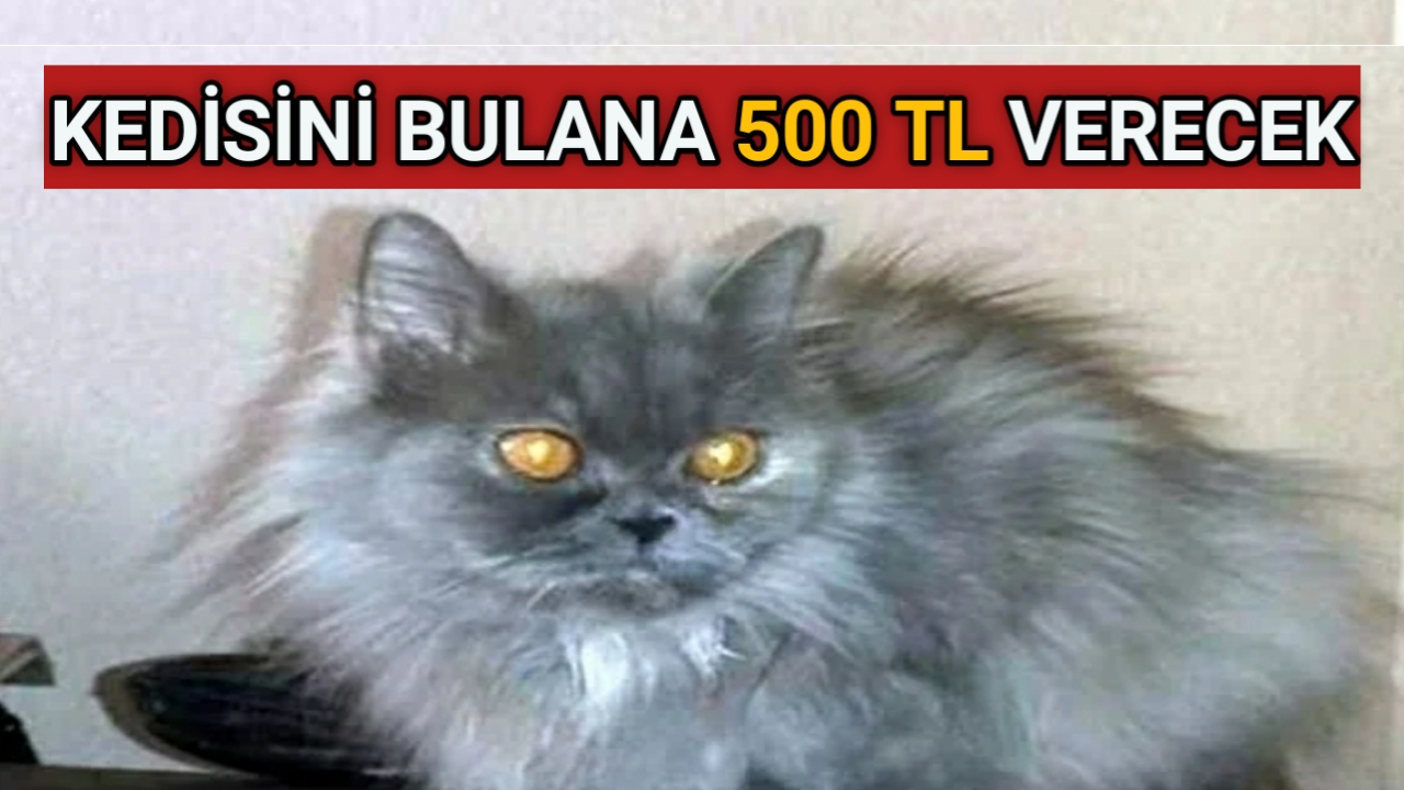 Kırşehir’de, kedisi kaybolan kadın sosyal medyadan yaptığı paylaşımla kedisini bulana
