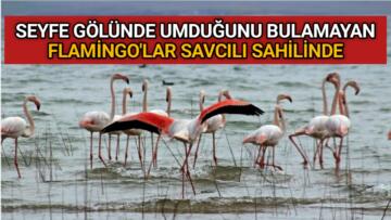 SEYFE’DEN VAZGEÇEN FLAMİNGO’LAR SAVCILI SAHİLİNDE