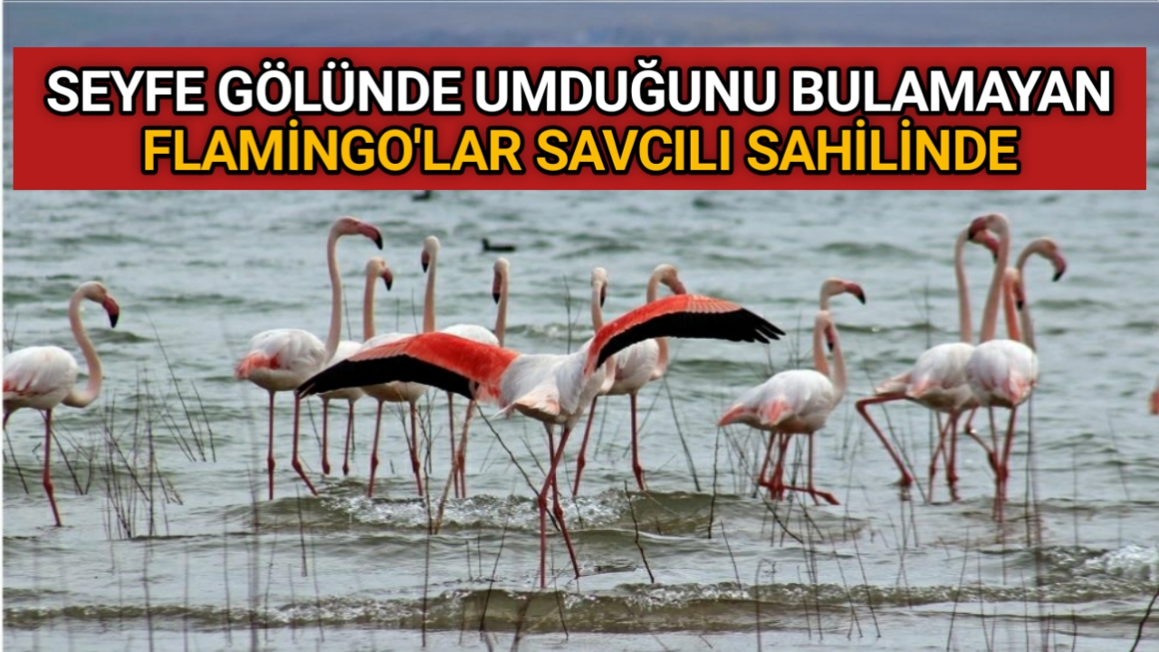 Anadolu’nun Plajı olarak bilinen Savcılı Plajı bölgesine ilk defa gelen