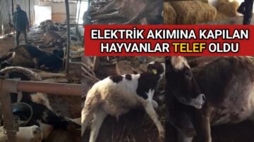 ELEKTRİK AKIMINA KAPILAN HAYVANLAR TELEF OLDU