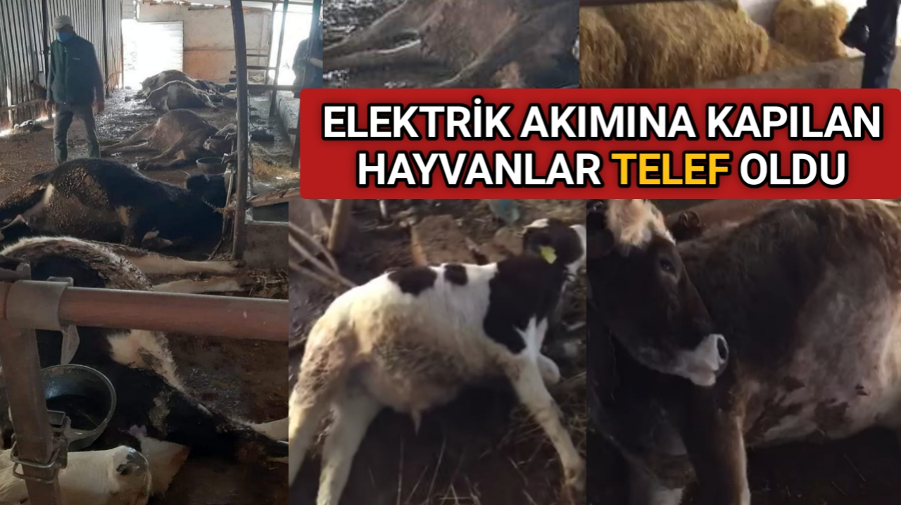 ELEKTRİK AKIMINA KAPILAN HAYVANLAR TELEF OLDU
