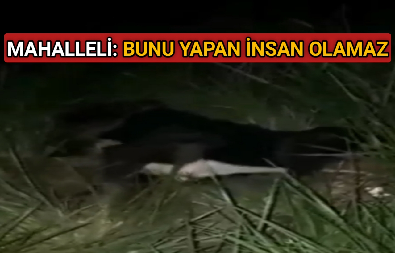 CANİLERİN ZEHİRLEDİĞİ KÖPEĞİN İMDADINA MAHALLELİ YETİŞTİ