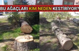 AĞIZ VE DİŞ HASTANESİNDE YARIM ASIRLIK ÇAMLARI KESTİLER