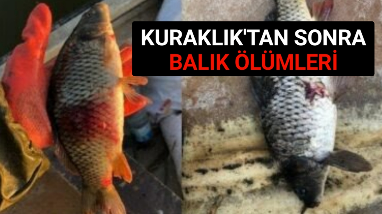 BALIKLARDA PARAZİT VAR ‘TÜKETMEYİN’ UYARISI
