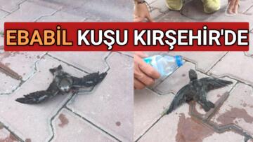 YOLDA YÜRÜRKEN ÖNLERİNE EBABİL KUŞU DÜŞTÜ