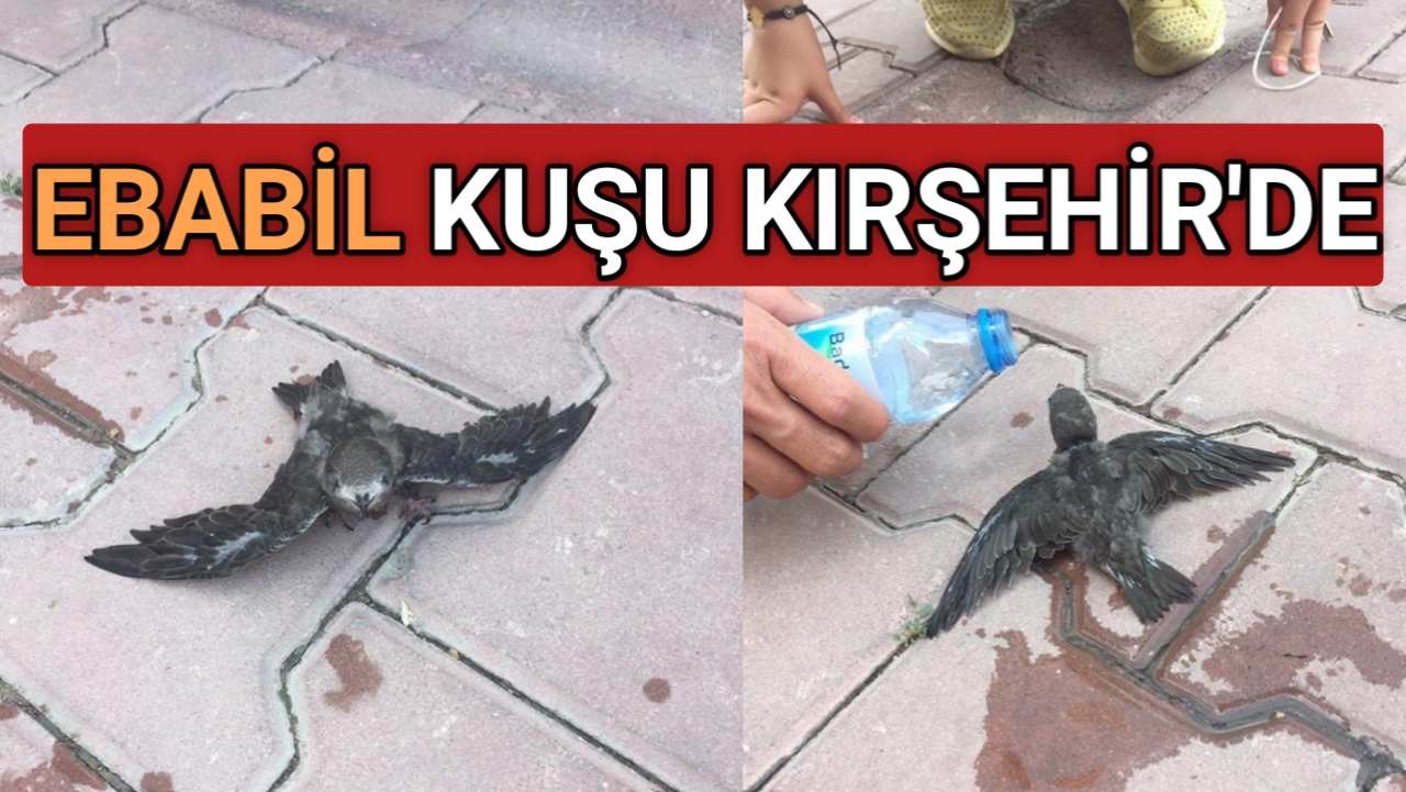 Kırşehir’de kaldırımda yürüyen vatandaşların önüne ebabil kuşu düştü. Kayabaşı Mahallesi,
