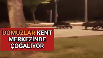 YABAN DOMUZLARI KENT MERKEZİNİ MESKEN TUTTU