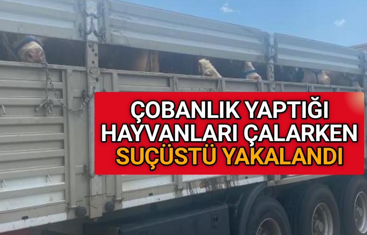 ÇOBANLIK YAPTIĞI HAYVANLARI TIR’A YÜKLERKEN YAKALANDI