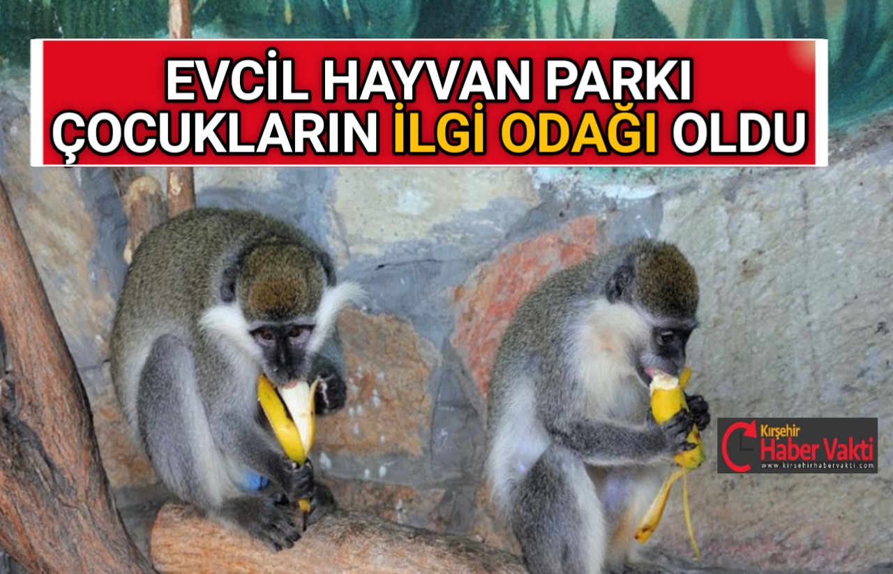 EVCİL HAYVAN PARKI ÇOCUKLARIN İLGİ ODAĞI OLDU