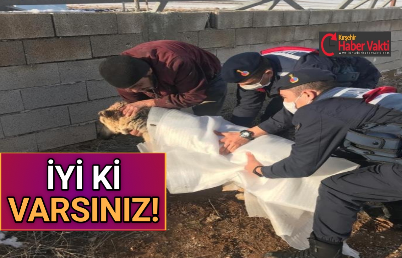 YARALANAN KÖPEĞE KIRŞEHİR JANDARMANIN ŞEFKAT ELİ