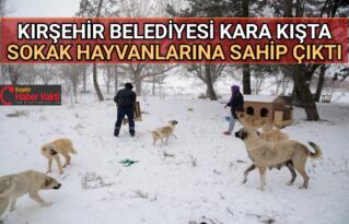 KIRŞEHİR BELEDİYESİNDEN SOKAK HAYVANLARINA BARINAK VE MAMA DESTEĞİ