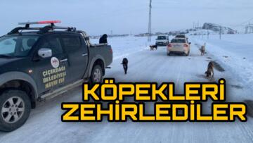SOKAK KÖPEKLERİNİ ZEHİRLEYİP ÖLÜME TERK ETTİLER