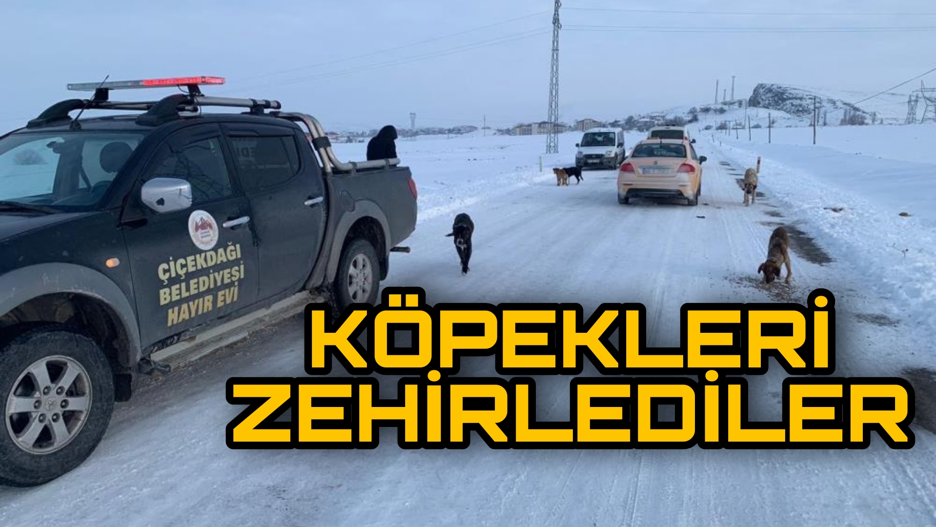 SOKAK KÖPEKLERİNİ ZEHİRLEYİP ÖLÜME TERK ETTİLER