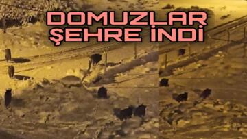 DOMUZLAR SÜRÜ HALİNDE KENT MERKEZİNE İNDİ