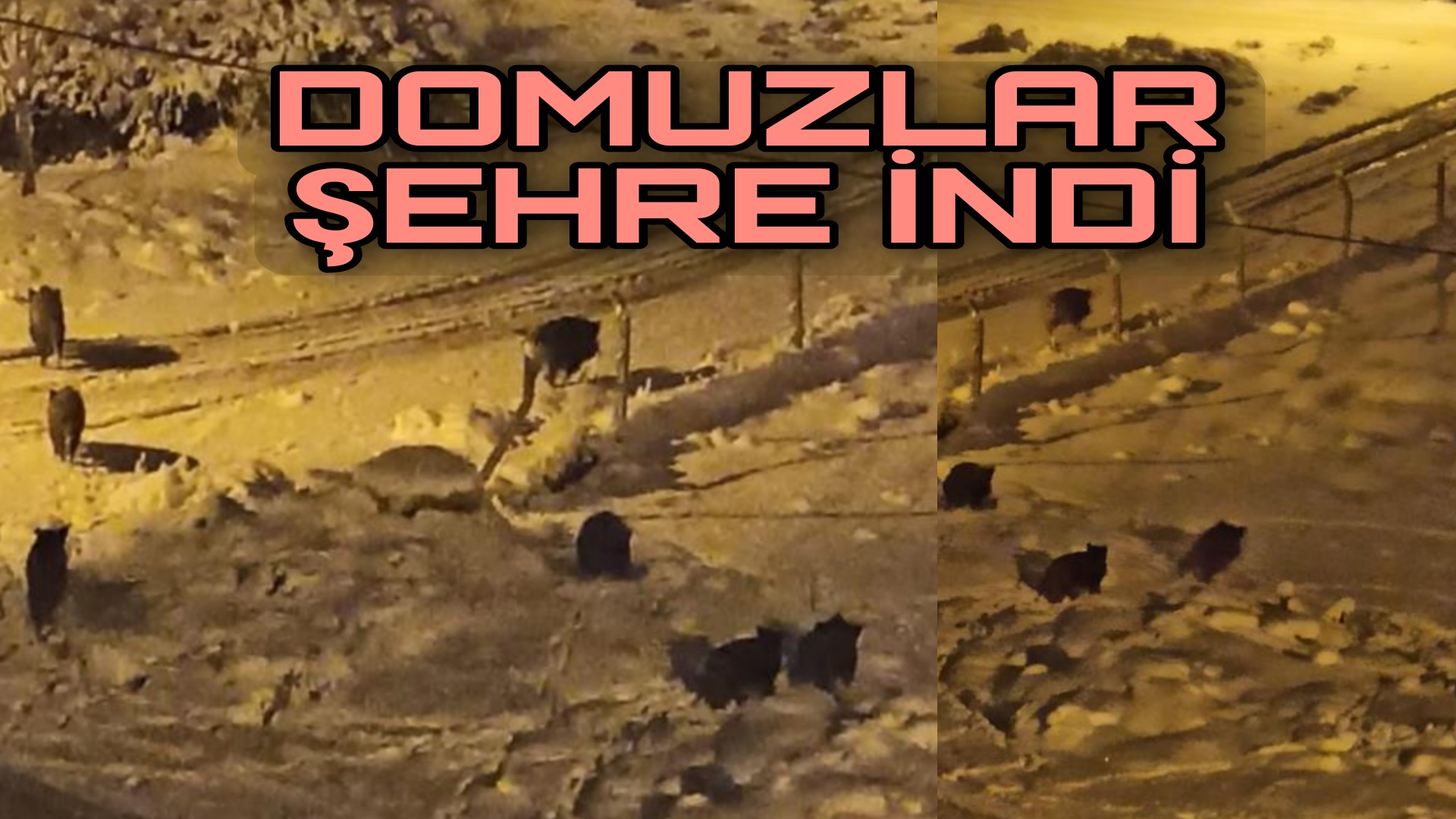 DOMUZLAR SÜRÜ HALİNDE KENT MERKEZİNE İNDİ