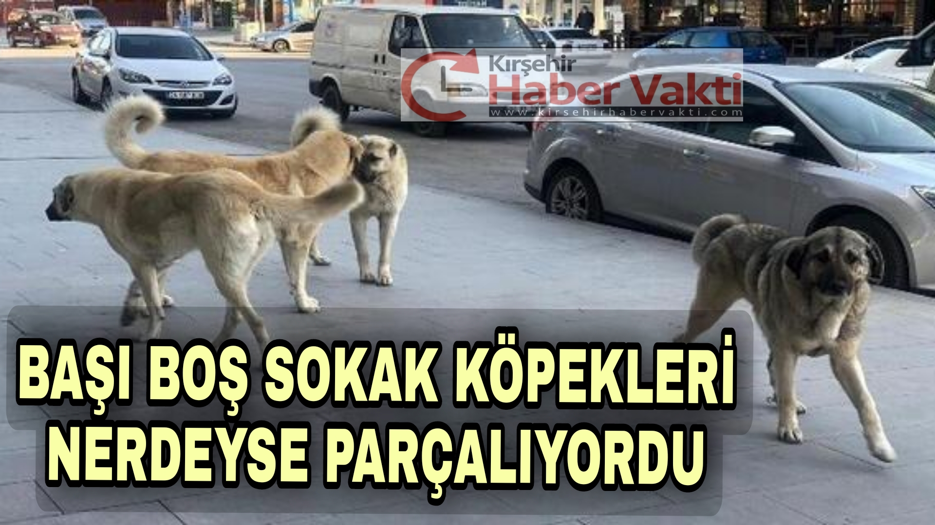 KIRŞEHİR’DE SOKAK KÖPEKLERİ SAĞLIK ÇALIŞANINA SALDIRDI