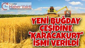 YENİ BUĞDAY ÇEŞİDİNE ‘KARACAKURT’ İSMİ VERİLDİ