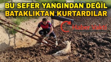 KIRŞEHİR’DE BATAKLIĞA SAPLANAN İNEKLERİ İTFAİYE KURTARDI