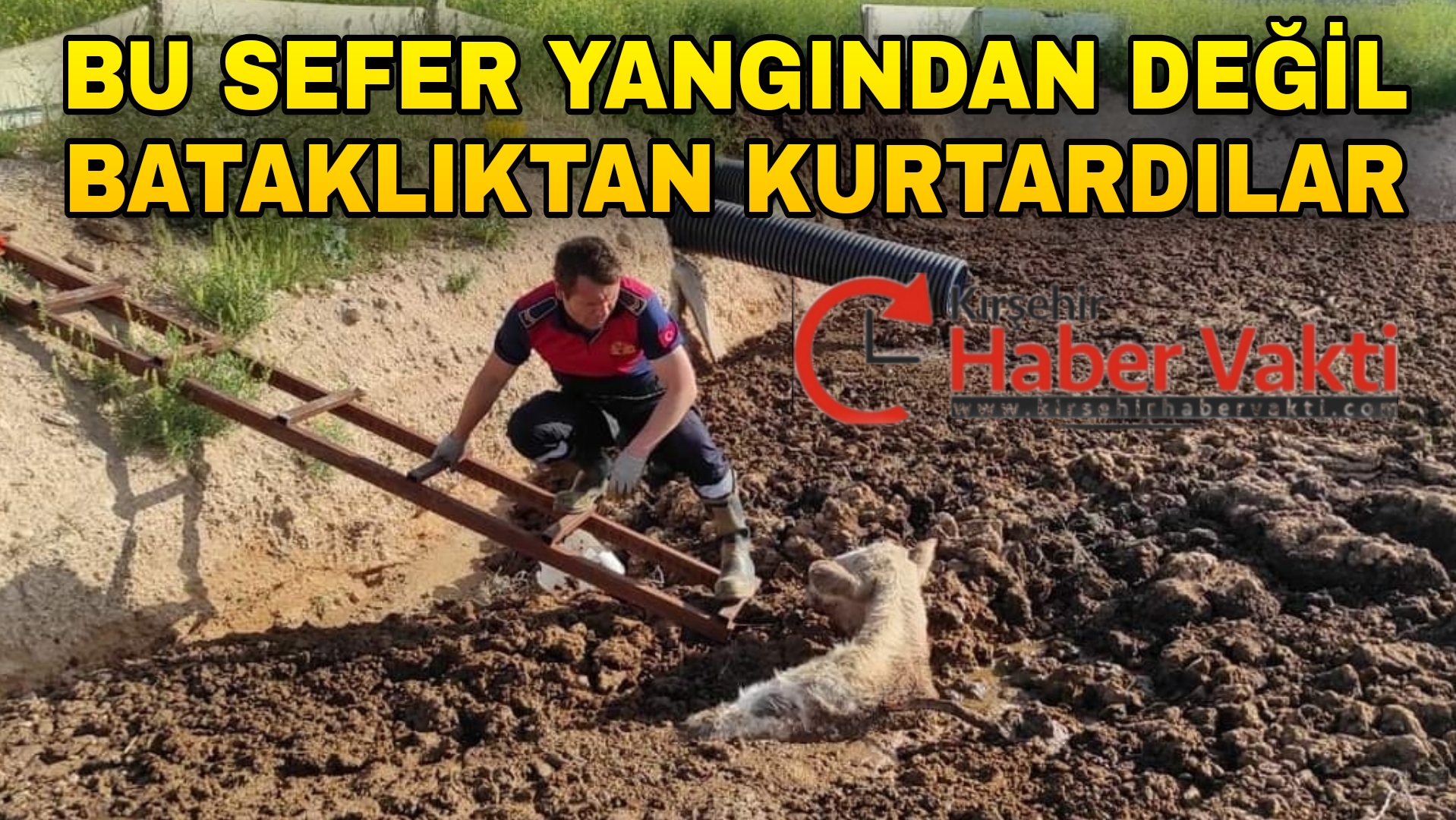 KIRŞEHİR’DE BATAKLIĞA SAPLANAN İNEKLERİ İTFAİYE KURTARDI
