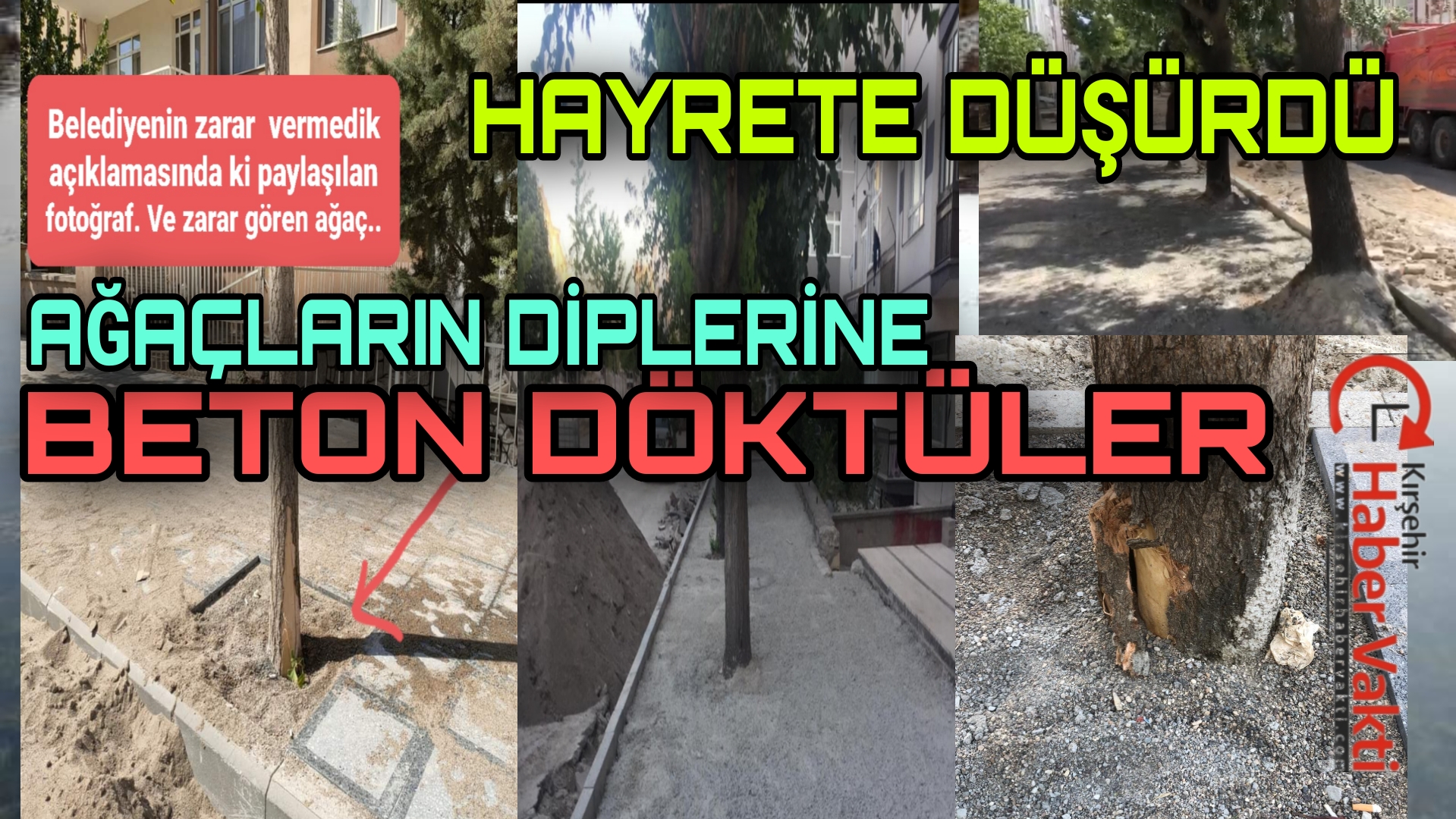 BELEDIYEDEN AKILLARA ZİYAN ÇALIŞMA, AĞAÇLARA BETON DÖKTÜLER, YARALADILAR..