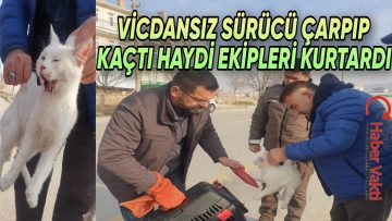 KEDİNİN İMDADINA HAYDİ EKİPLERİ YETİŞTİ