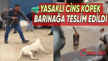 YASAKLI CİNS KÖPEK BARINAĞA TESLİM EDİLDİ