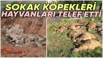 SOKAK KÖPEKLERİ HAYVANLARINI TELEF ETTİ