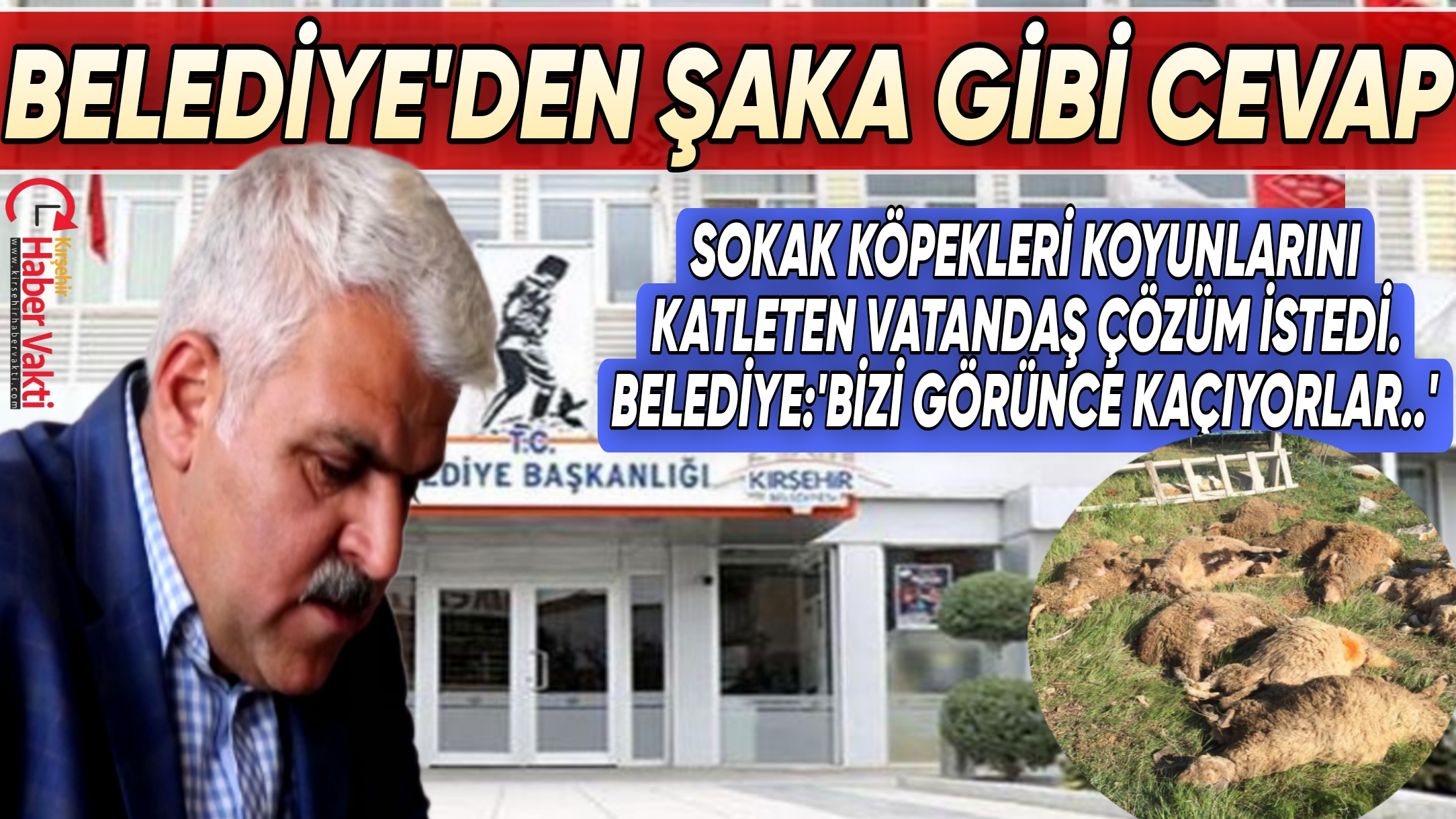 KOYUNLARI SOKAK KÖPEKLERİ TARAFINDAN TELEF EDİLEN VATANDAŞA BELEDİYEDEN ŞAKA GİBİ CEVAP