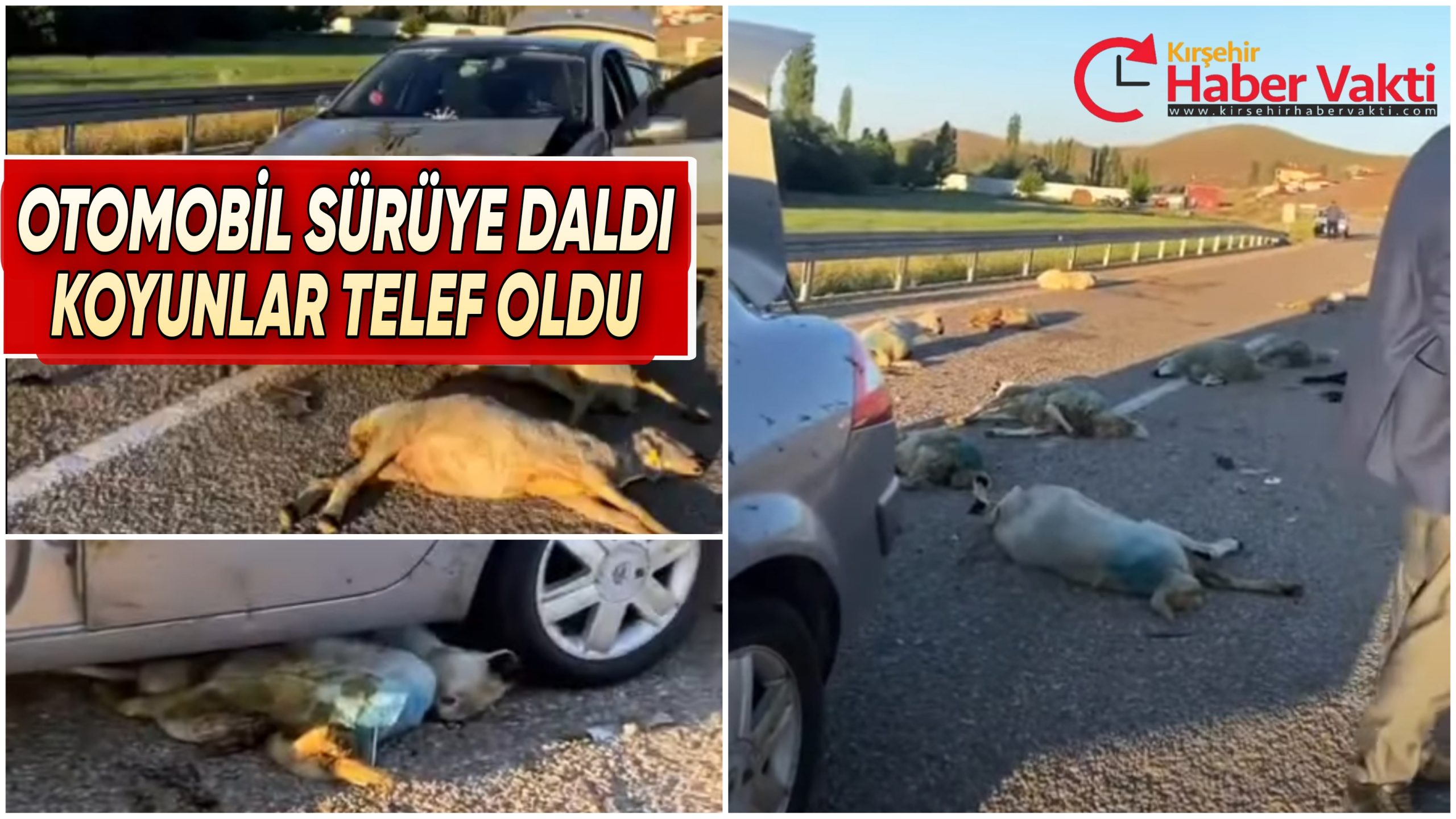 KOYUN SÜRÜSÜNE ÇARPTI, 20 KOYUN TELEF OLDU!