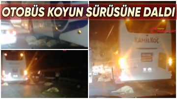 KIRŞEHİR’DE OTOBÜS KOYUN SÜRÜSÜNE ÇARPTI, ÇOK SAYIDA KOYUN TELEF OLDU
