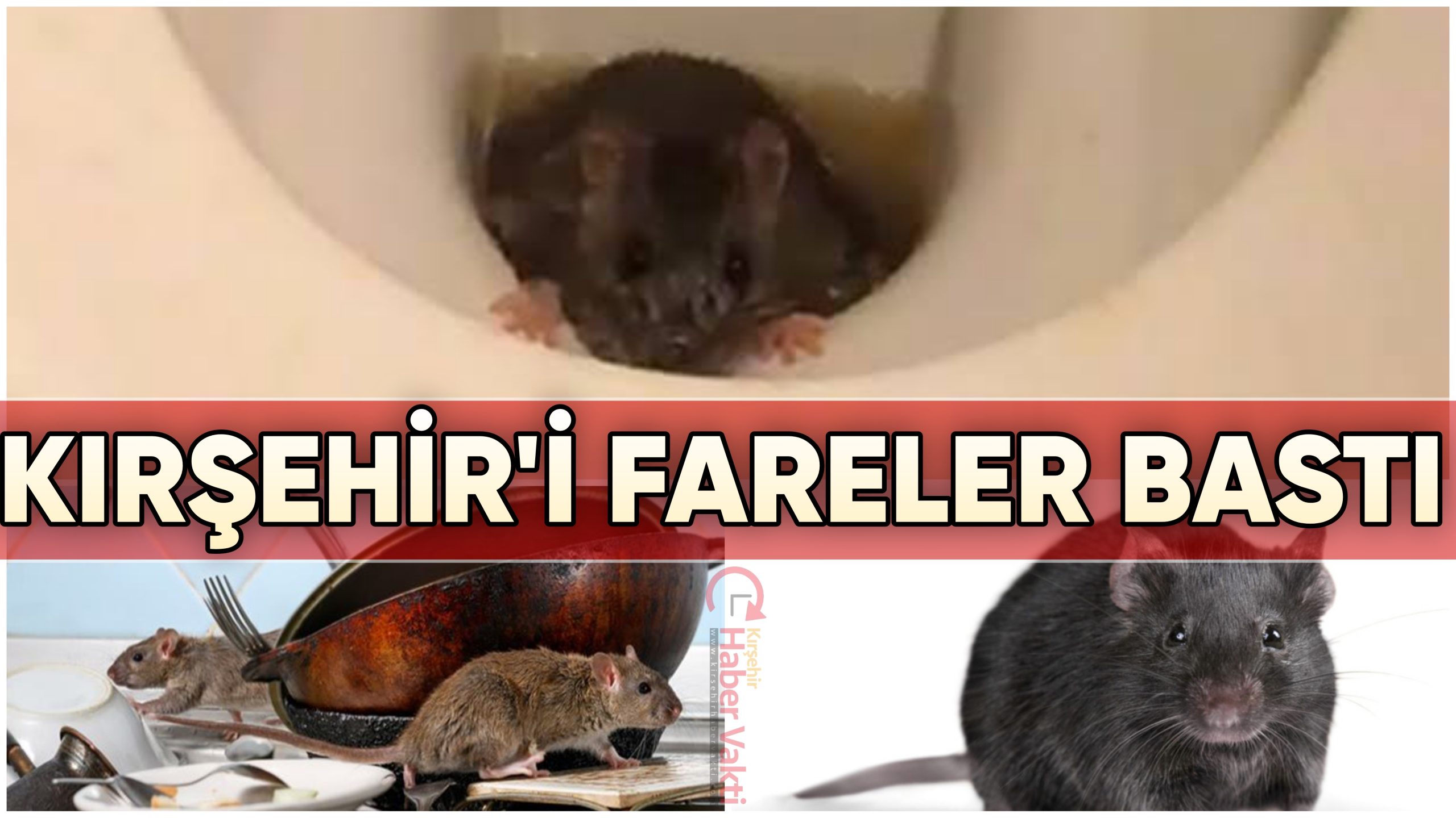 KIRŞEHİR’DE APARTMANLARI LAĞIM FARELERİ BASTI