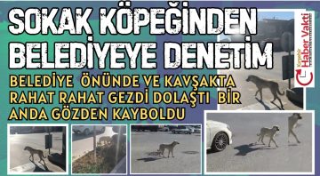 DENETLENMEYEN SOKAK KÖPEĞİ DENETİM İÇİN BELEDİYENİN KAPISINA DAYANDI
