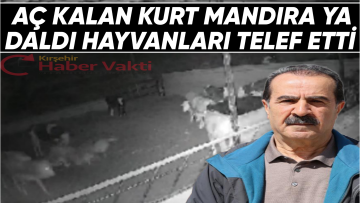 KIRŞEHİR’DE AÇ KALAN KURT MANDIRA DA Kİ HAYVANLARA SALDIRDI