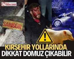 BOZTEPE YOLUNDA DOMUZ SÜRÜSÜ KAZAYA NEDEN OLDU