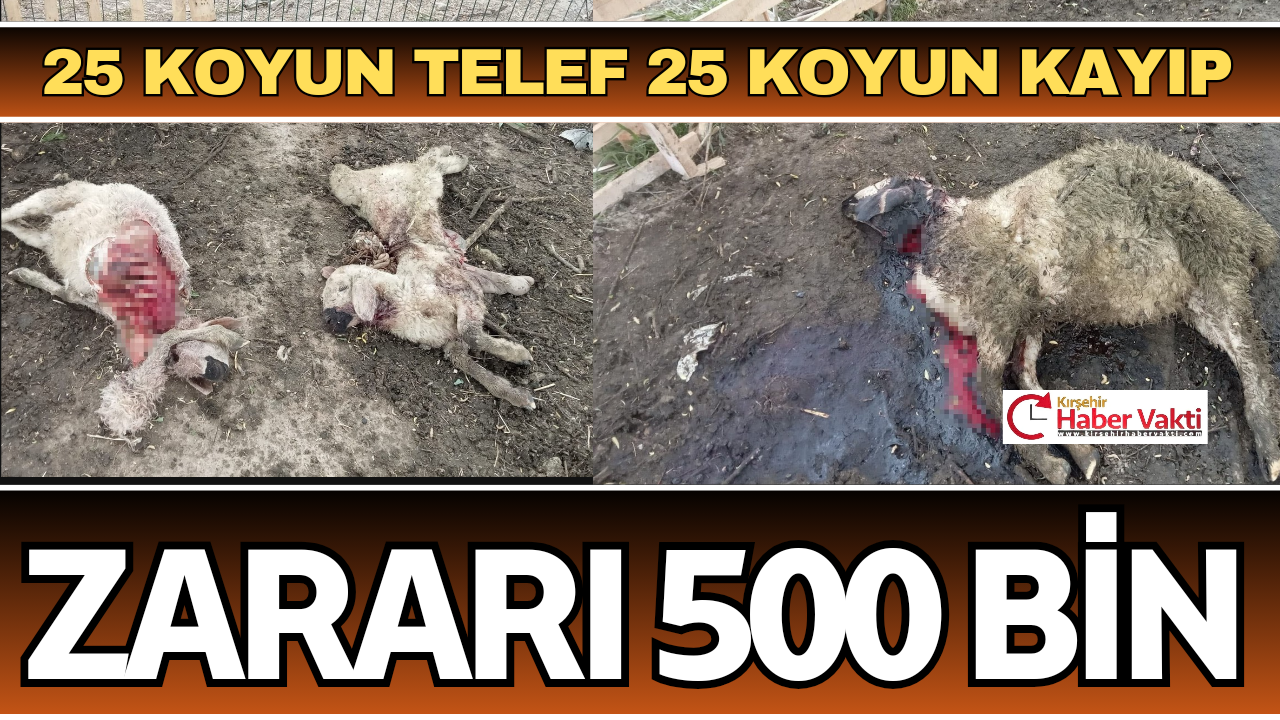 Mandıraya giren besici, 25 koyununu parçalanmış halde buldu.