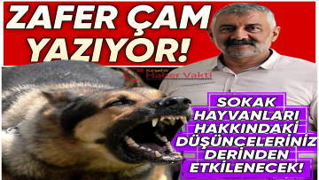 ZAFER ÇAM’ DAN DİKKAT ÇEKEN SOKAK HAYVANLARI ANALİZİ