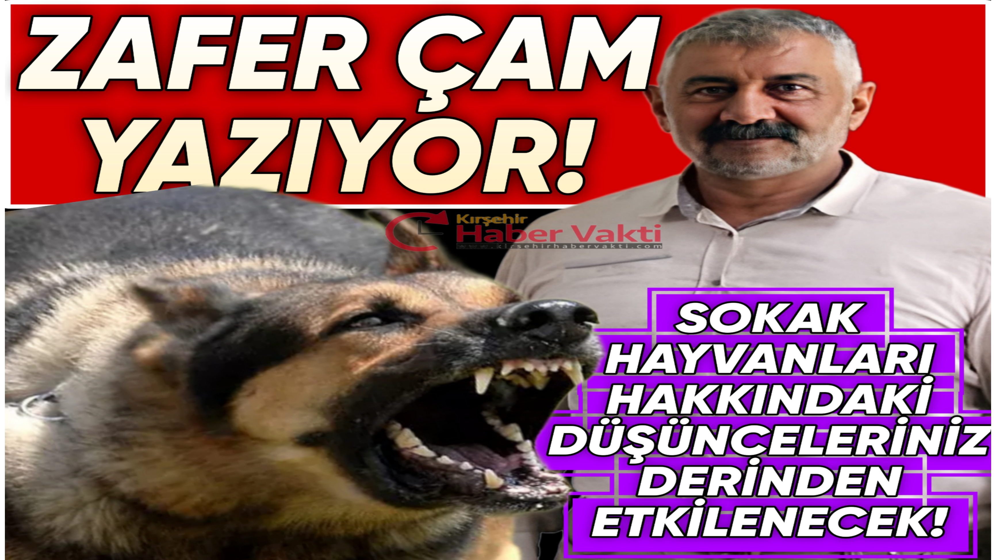 ZAFER ÇAM’ DAN DİKKAT ÇEKEN SOKAK HAYVANLARI ANALİZİ