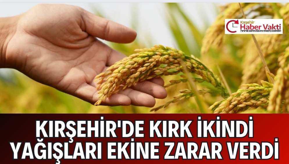 KIRKİKİNDİ YAĞIŞLARI EKİLİ ALANLARA ZARAR VERDİ