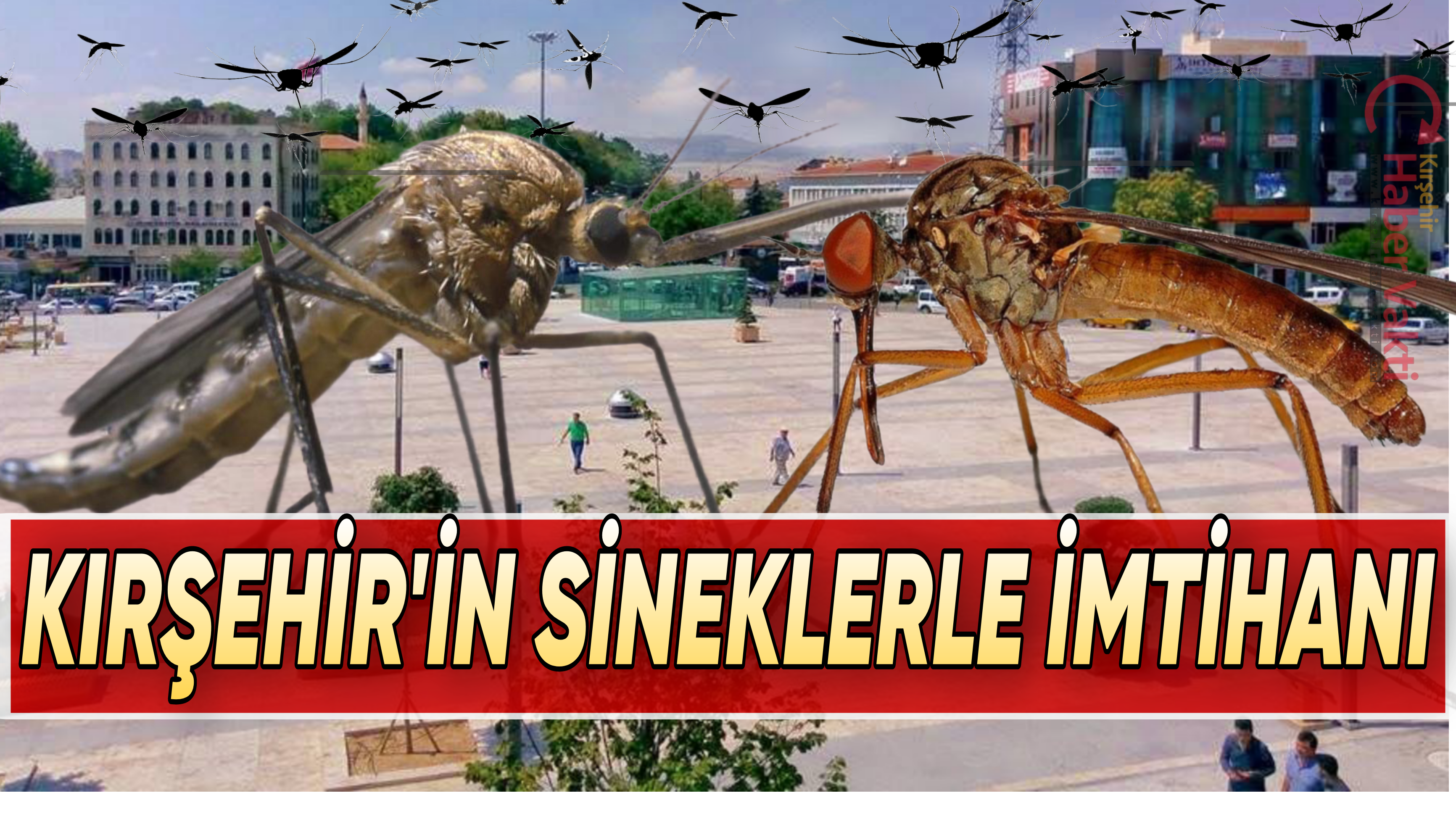KIRŞEHİR’DE SİVRİSİNEK İSYANI: VATANDAŞTAN BELEDİYEYE TEPKİ