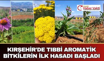 KIRŞEHİR’DE TIBBİ AROMATİK BİTKİ HASADI