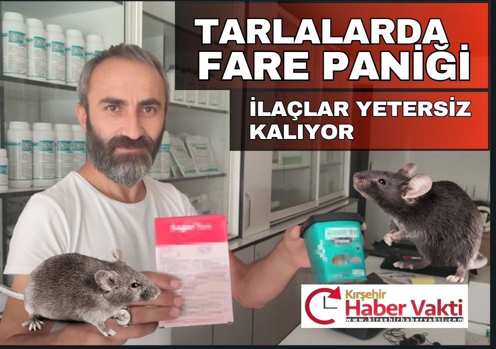 TARLALARDA FARE PANİĞİ