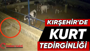 BİR AYDA 4 KURT SALDIRISI TEDİRGİN ETTİ