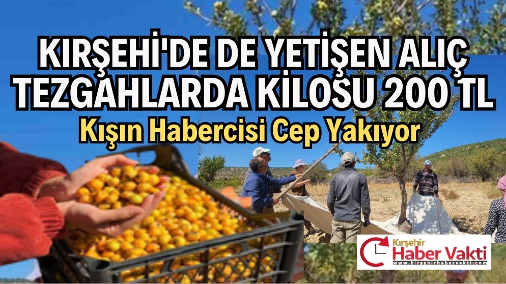 ALIÇ ÜRETİCİSİNİN YÜZÜNÜ GÜLDÜRDÜ