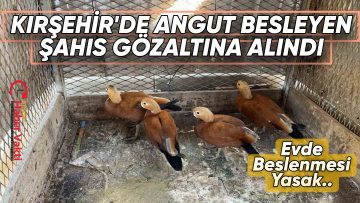 KIRŞEHİR’DE ‘ANGUT’ BESLEYEN KİŞİ GÖZALTINA ALINDI