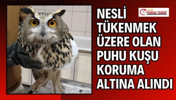 KIRŞEHİR’DE O KUŞ KORUMA ALTINA ALINDI
