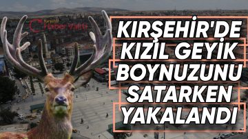 AVLANMASI YASAK KIZIL GEYİK BOYNUZUNU SATARKEN YAKALANDI