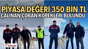 PİYASA DEĞERİ 350 BİN TL OLAN 2 ÇOBAN KÖPEĞİ BULUNDU.